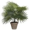 Plante Artificielle Palmen 1 Plante Artificielle Palmen -Komar Boutique 0f5587b737004d85bf145d5084923524.cropped 513 779 2045 2090.processed