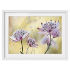 Impression D’art Astrantia Major II
