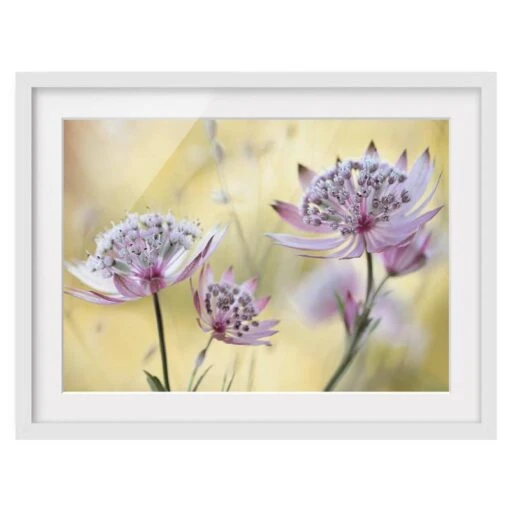 Impression D’art Astrantia Major II -Komar Boutique 1000203248 200211 10473100735 IMAGE P000000001000203248