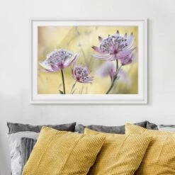 Impression D’art Astrantia Major II -Komar Boutique 1000203248 200211 11322104002 DETAILS P000000001000203248