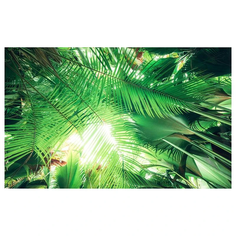 Komar Papier Peint Intissé Jungle I 3 Komar Papier Peint Intissé Jungle I