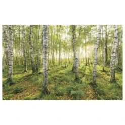 Komar Papier Peint Intissé Birch Trees