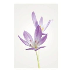 Komar Tableau Déco Autumn Crocus