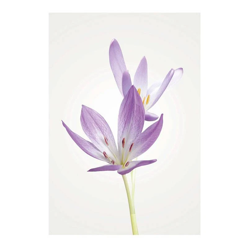 Komar Tableau Déco Autumn Crocus 3 Komar Tableau Déco Autumn Crocus