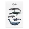 Tableau Déco Whales -Komar Boutique 1000313110 211209 11512202073 IMAGE P000000001000313110
