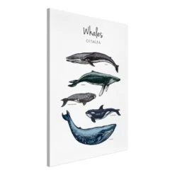 Tableau Déco Whales -Komar Boutique 1000313110 211209 11512302095 DETAILS P000000001000313110