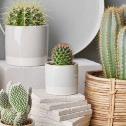 Pot De Fleur EARLY SPRING II -Komar Boutique 1000341413 220317 020 MOOD DETAILS P000000001000341413 mood