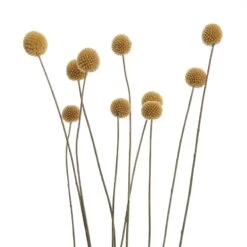 Fleurs Séchées FLOWER MARKET Bouquet 14 Fleurs Séchées FLOWER MARKET Bouquet -Komar Boutique 1000364948 220802 050 DETAILS P000000001000364948