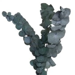 Fleurs Séchées FLOWER MARKET Bouquet 15 Fleurs Séchées FLOWER MARKET Bouquet -Komar Boutique 1000364948 220802 060 DETAILS P000000001000364948