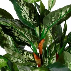 Plante Artificielle Dieffenbachia 9 Plante Artificielle Dieffenbachia -Komar Boutique 11671adc4a1645ceae69a74b3fa1e471
