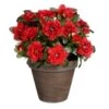 Plante Artificielle Azalée 2 Plante Artificielle Azalée -Komar Boutique 27cb750ab7c248df91c8099626197c0a.cropped 461 815 2076 2139.processed