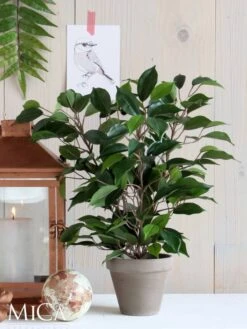 Plante Artificielle Ficus Natasja -Komar Boutique 5b45378aaaed41c6b97e05c2ad5f2e4a