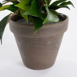 Plante Artificielle Ficus Natasja -Komar Boutique 64a73180d9c849699126743c60c132ea