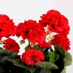 Plante Artificielle Geranien 26 Plante Artificielle Geranien -Komar Boutique 6df6045685f64985ab1b22c50ee523c7