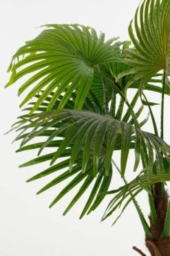 Plante Artificielle Feuille De Palmier -Komar Boutique 747087b16d854dfa92b4554a48f7e34d