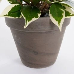 Plante Artificielle Ficus Natasja -Komar Boutique 855748996d9f4a319e46f9dc50e18d0e