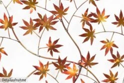 Sculpture Murale Métal Arbre à Vœux 18 Sculpture Murale Métal Arbre à Vœux -Komar Boutique 94f475e41cc240b39861eb76ae1b5b17