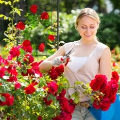 Tuteur Rosier Grimpant Vintage En Métal -Komar Boutique 95a6a84f5c9e4836a4443e5177d84ba5