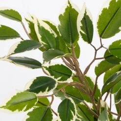 Plante Artificielle Ficus Natasja -Komar Boutique 96db7edbb309439a82613103b93a1307