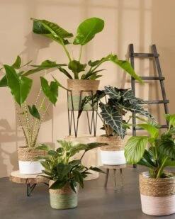 Échelle Decoration -Komar Boutique b335be92fa3d45cfb6a530b7b32395a4