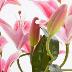 Plante Artificielle Tigerlilien 12 Plante Artificielle Tigerlilien -Komar Boutique b59821307b7e4e449b968576c07cfe00