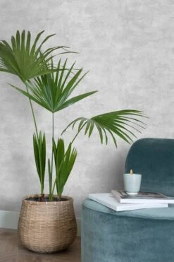 Papier Peint Effet Béton -Komar Boutique baf8f2612cf448c3b6975fb3cc28dd39