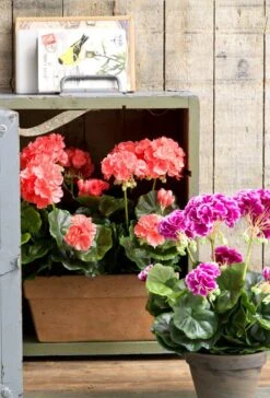 Plante Artificielle Geranien 28 Plante Artificielle Geranien -Komar Boutique d5376b07d2bd445cbb7bd6bfc332e789