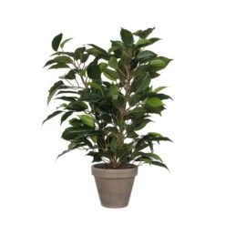 Plante Artificielle Ficus Natasja -Komar Boutique d739e1d412e241de8aedd8f0c50df94a