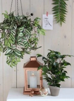 Plante Artificielle Ficus Natasja -Komar Boutique e010de90a3674fec9d0627750f1882c3