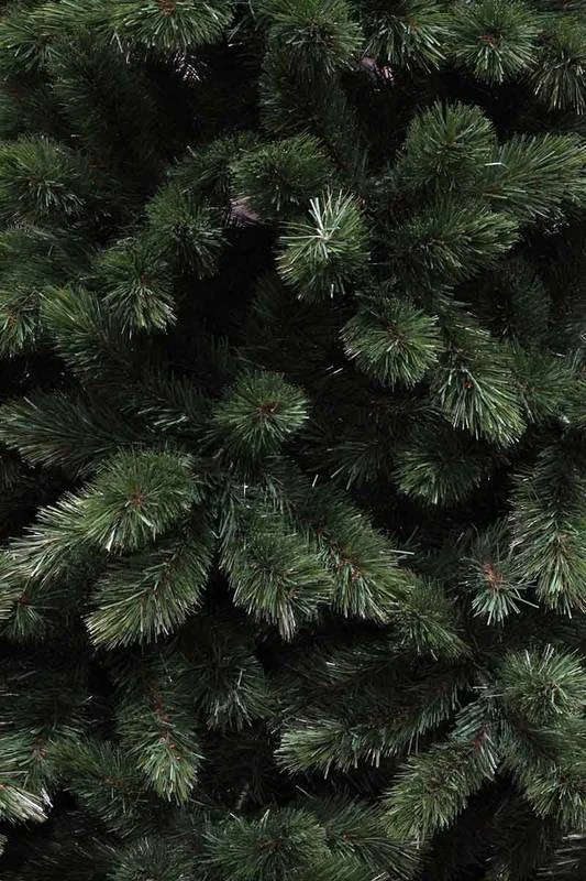 Sapin De Noël Tsuga 5 Sapin De Noël Tsuga – Image 3