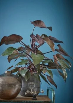 Pot De Fleurs Gabriel -Komar Boutique f2a8de43aeeb402e914cb186f5190950